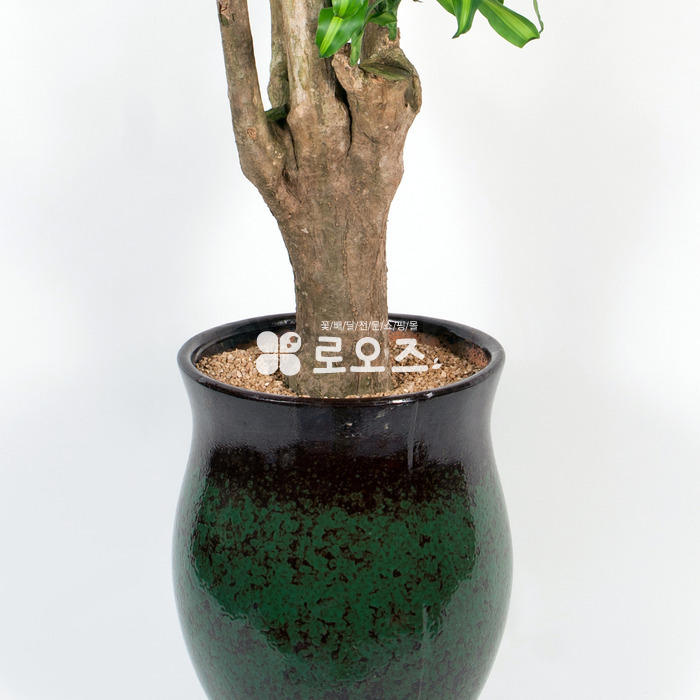 상세이미지