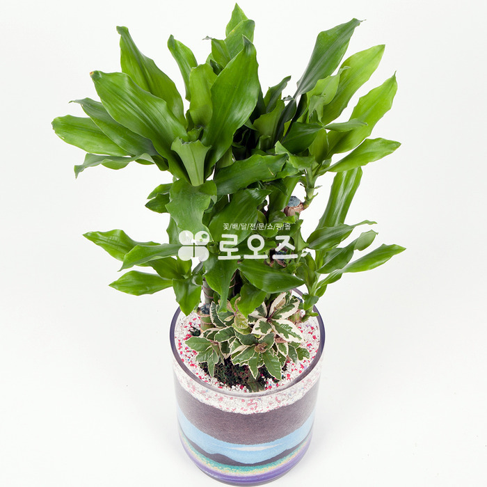상세이미지