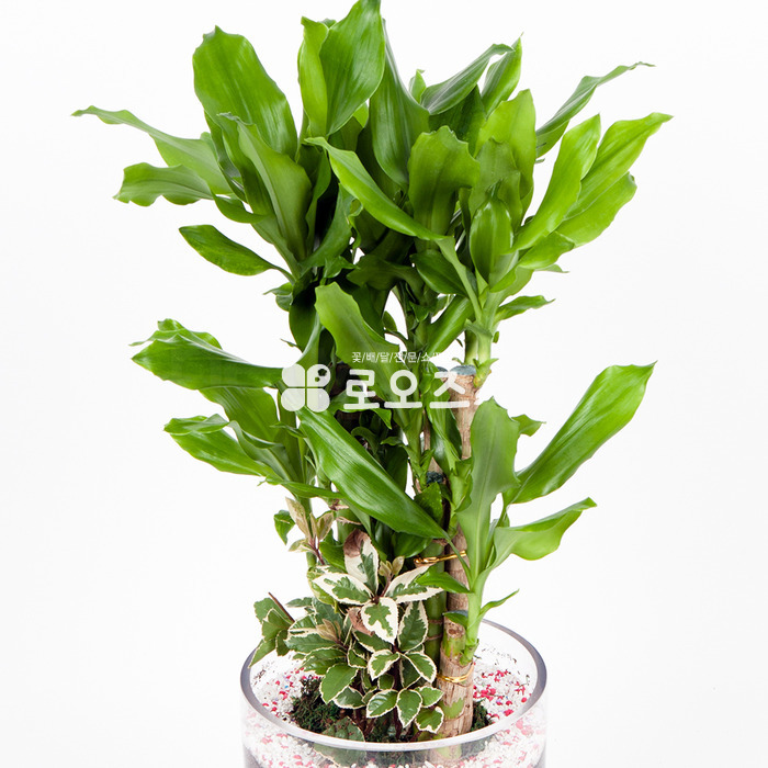상세이미지