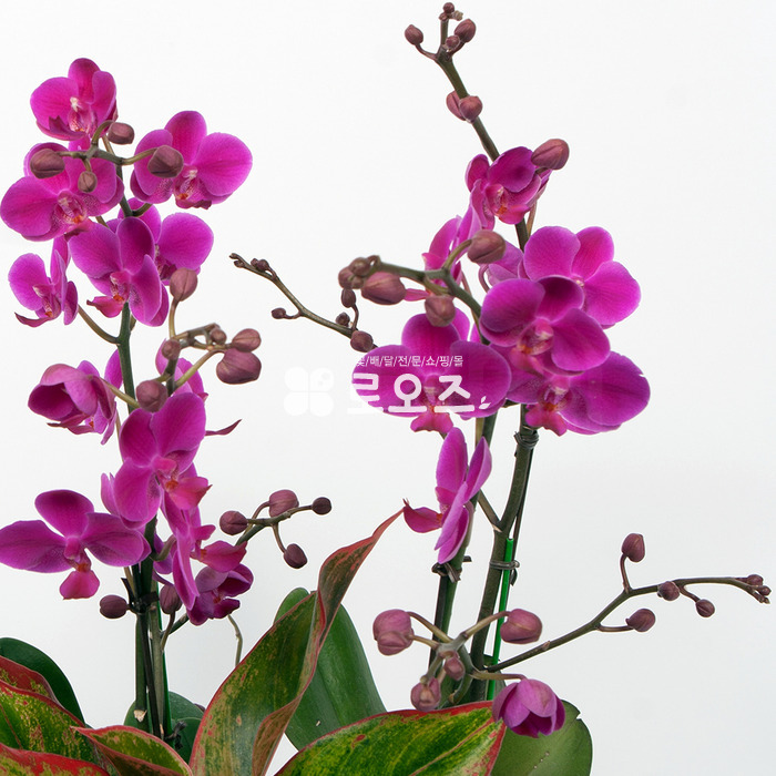 상세이미지
