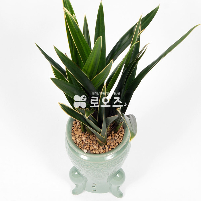 상세이미지