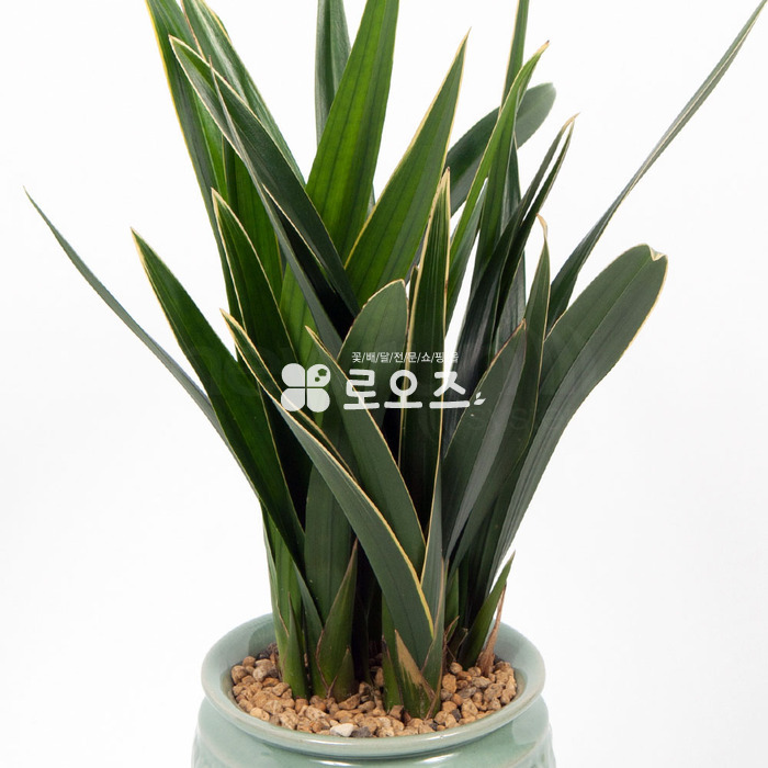 상세이미지