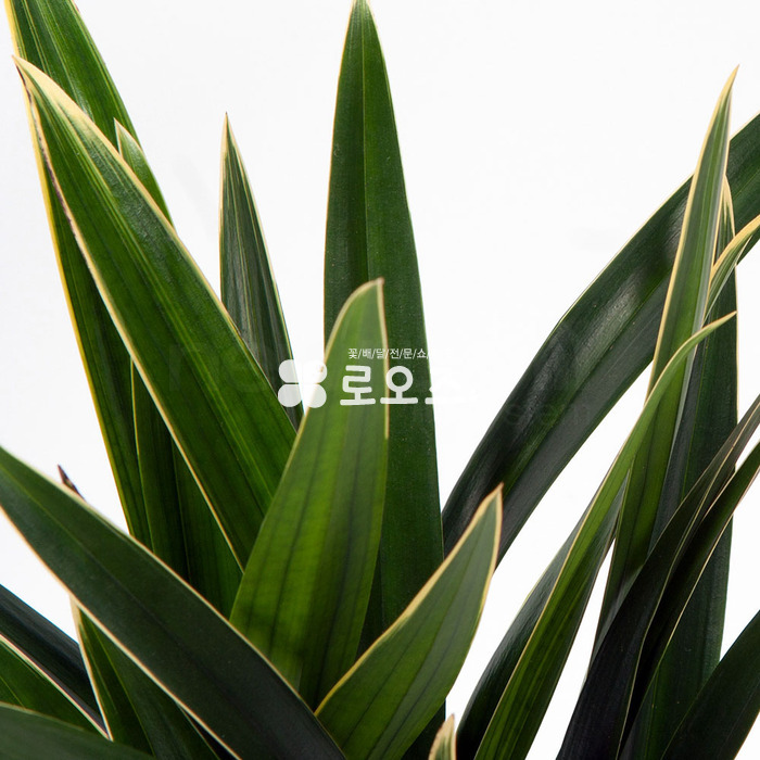 상세이미지