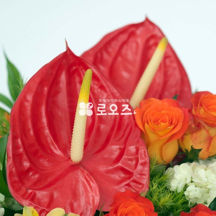 상세이미지