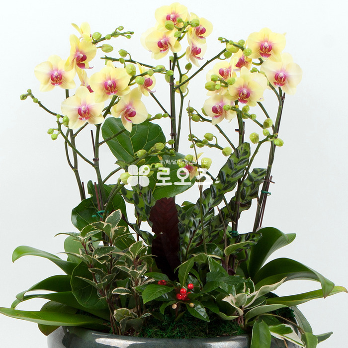 상세이미지