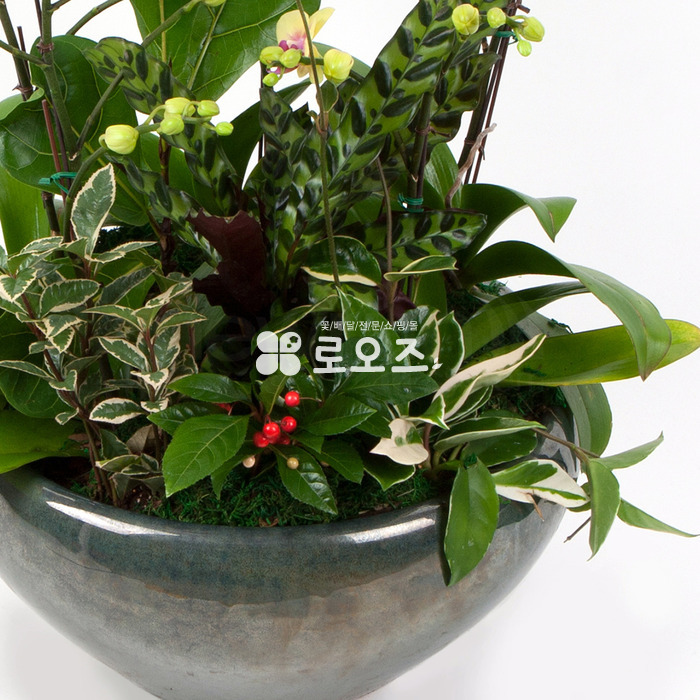 상세이미지