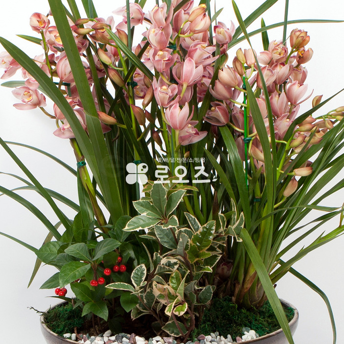 상세이미지