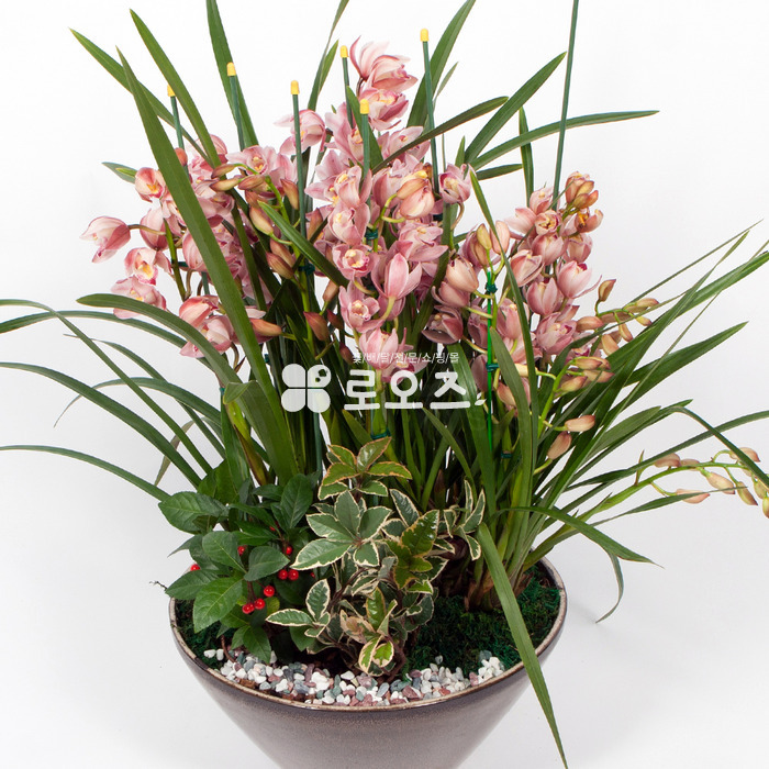 상세이미지