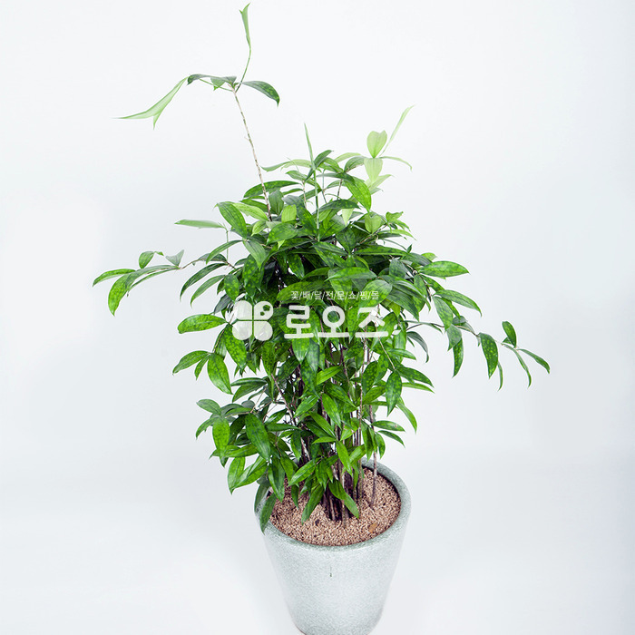 상세이미지