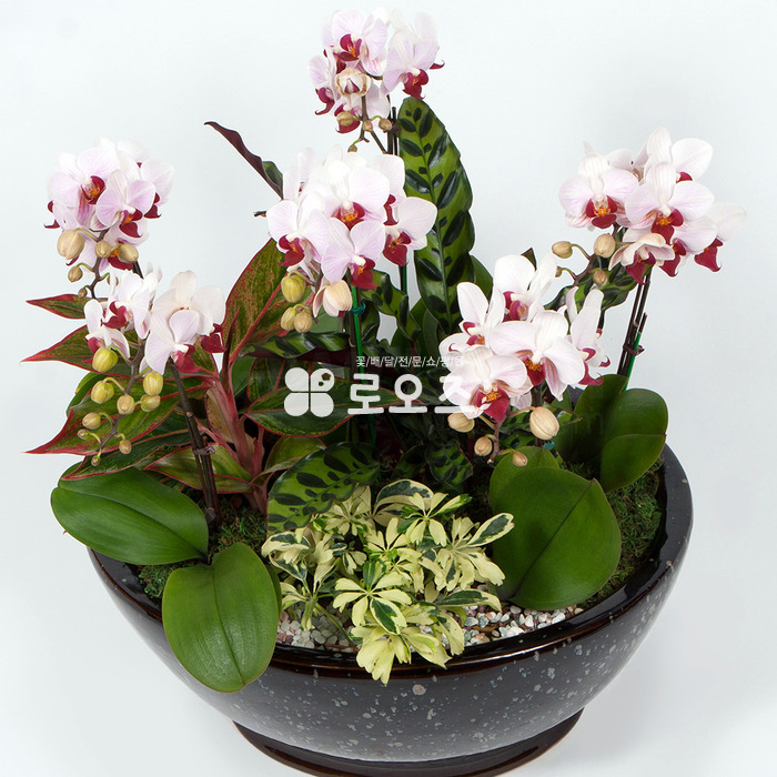 상세이미지