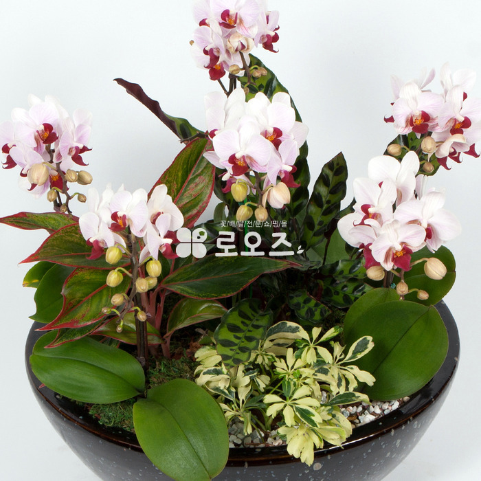 상세이미지